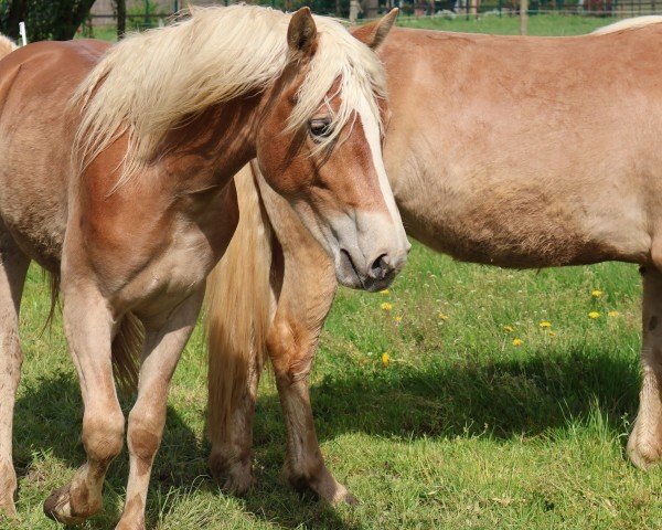 Dressurpferd Stormy L ( 11.620% ox) (Edelbluthaflinger, 2023, von Starino (9,19% ox))