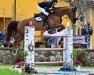 Springpferd Filou Moussardiere (Selle Français, 2015, von Ogrion des Champs)