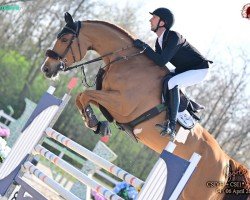 Springpferd Jamaica de Riverland (Selle Français, 2019)