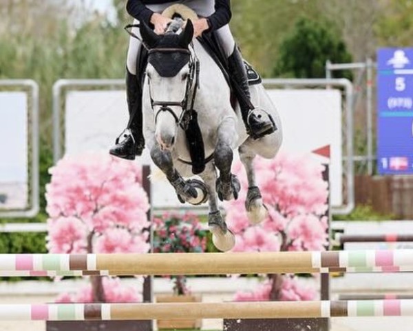 jumper Jullietta du Nevez (Selle Français, 2019, from Untouchable)