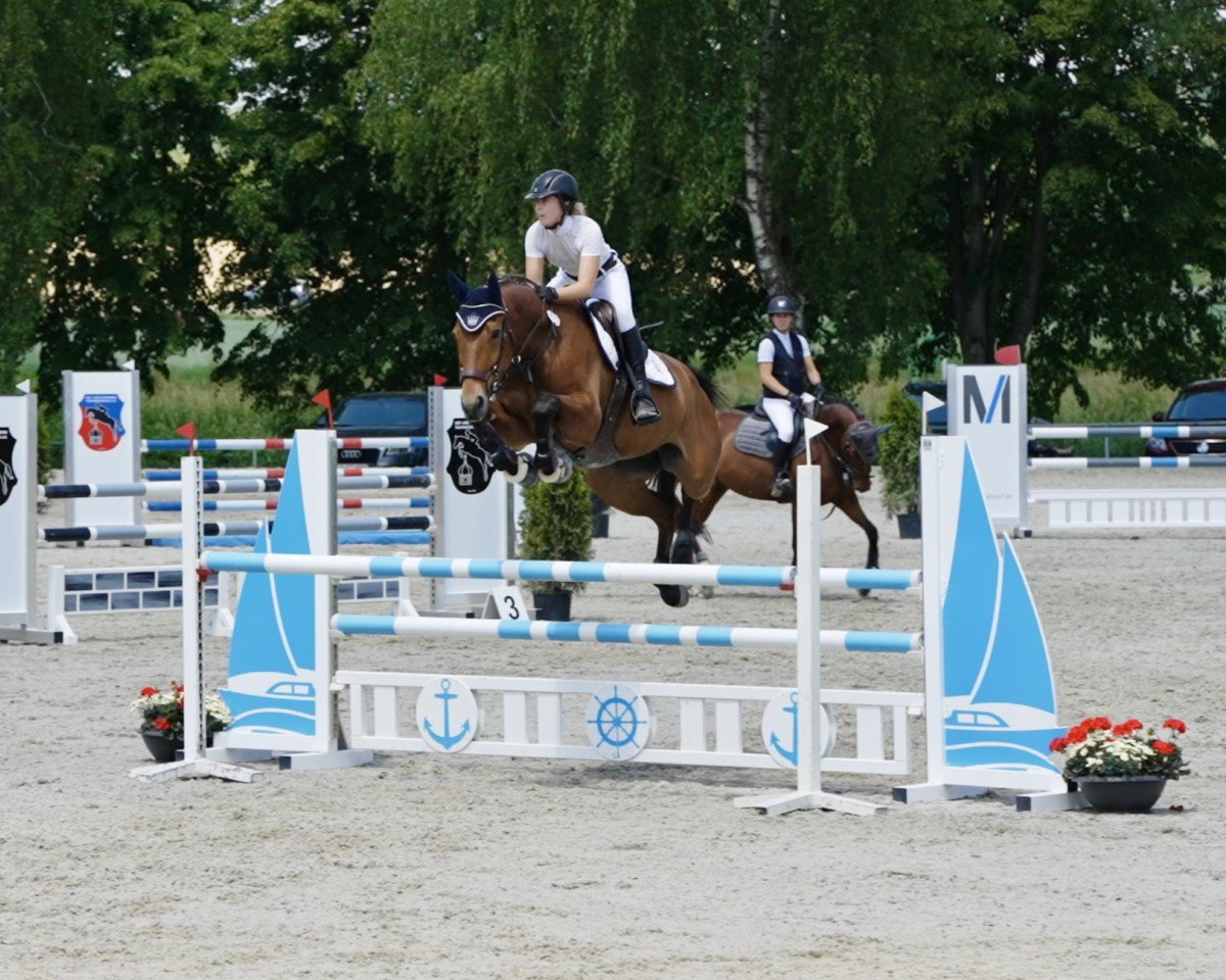 Springpferd Leyro El Rasillo (Spanisches Sportpferd, 2017, von Natif de Celland)