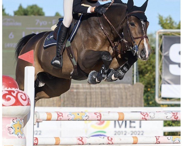 jumper Felini Longane (Selle Français, 2015, from Ogrion des Champs)