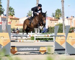 jumper Corzet Z (Zangersheide riding horse, 2017)