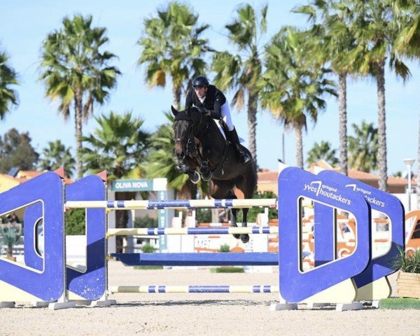 jumper Fenneh (KWPN (Royal Dutch Sporthorse), 2010, from Verdi)