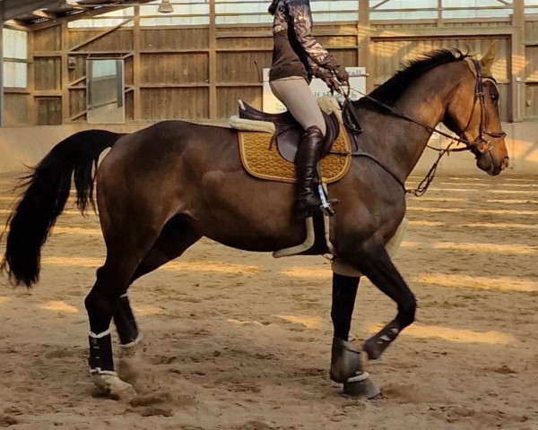 jumper Mavita Lu 2 (Holsteiner, 2019, from Taloubet Z)