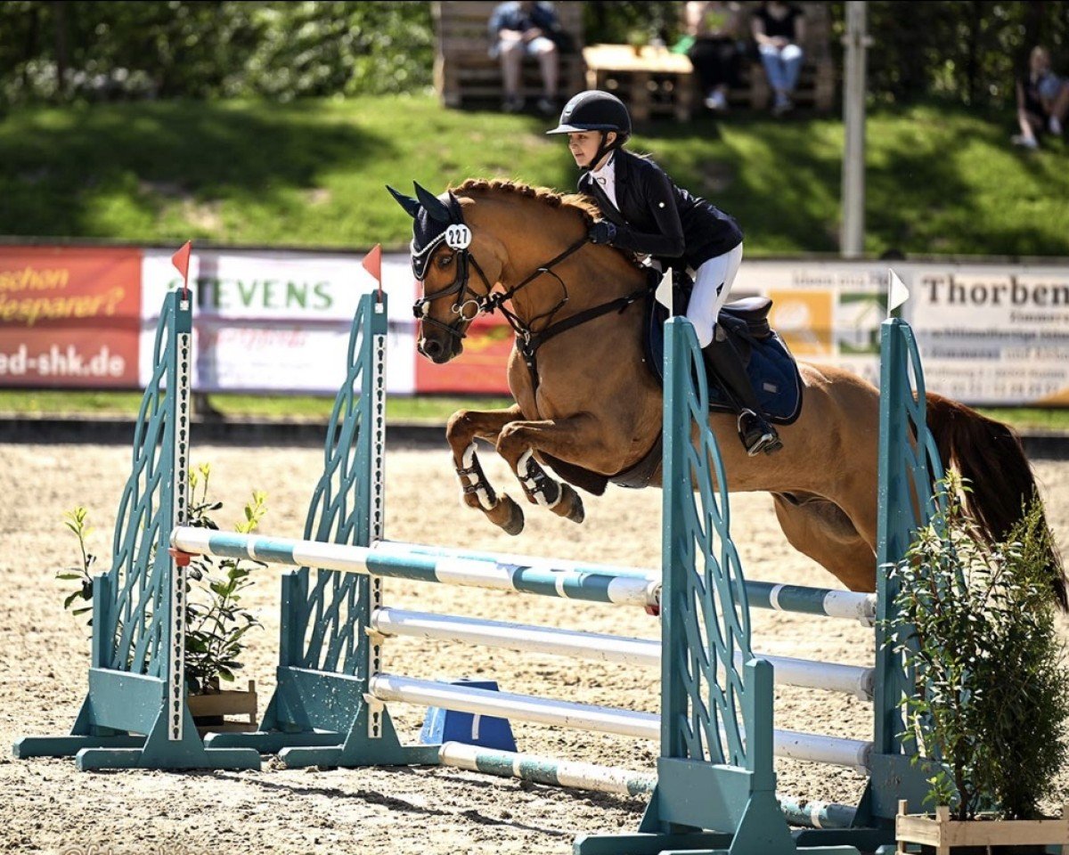 Springpferd Carino 672 (Deutsches Reitpony, 2015, von Kastanienhof Cockney Cracker)
