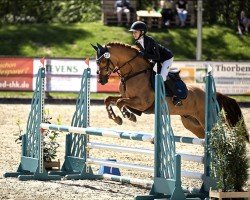 jumper Carino 672 (German Riding Pony, 2015, from Kastanienhof Cockney Cracker)