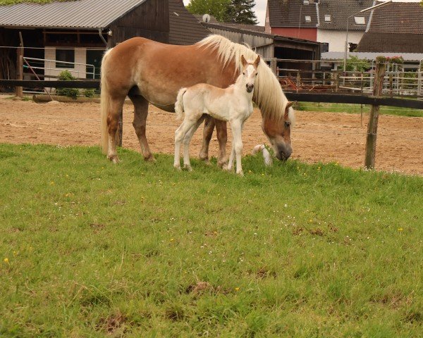 foal by Wannabe L (Haflinger, 2025, from Winterball)