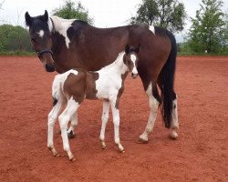 broodmare Romania S (Polish Warmblood, 2007, from Landjonker S)