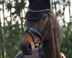dressage horse Do It 44 (Hanoverian, 2017, from Diamond Hit)