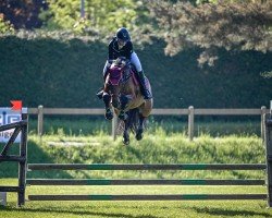 jumper Miss Monica (KWPN (Royal Dutch Sporthorse), 2017, from Carrera VDL)