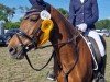 dressage horse Perres Farina (German Riding Pony, 2005, from Folklore)