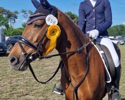 dressage horse Perres Farina (German Riding Pony, 2005, from Folklore)