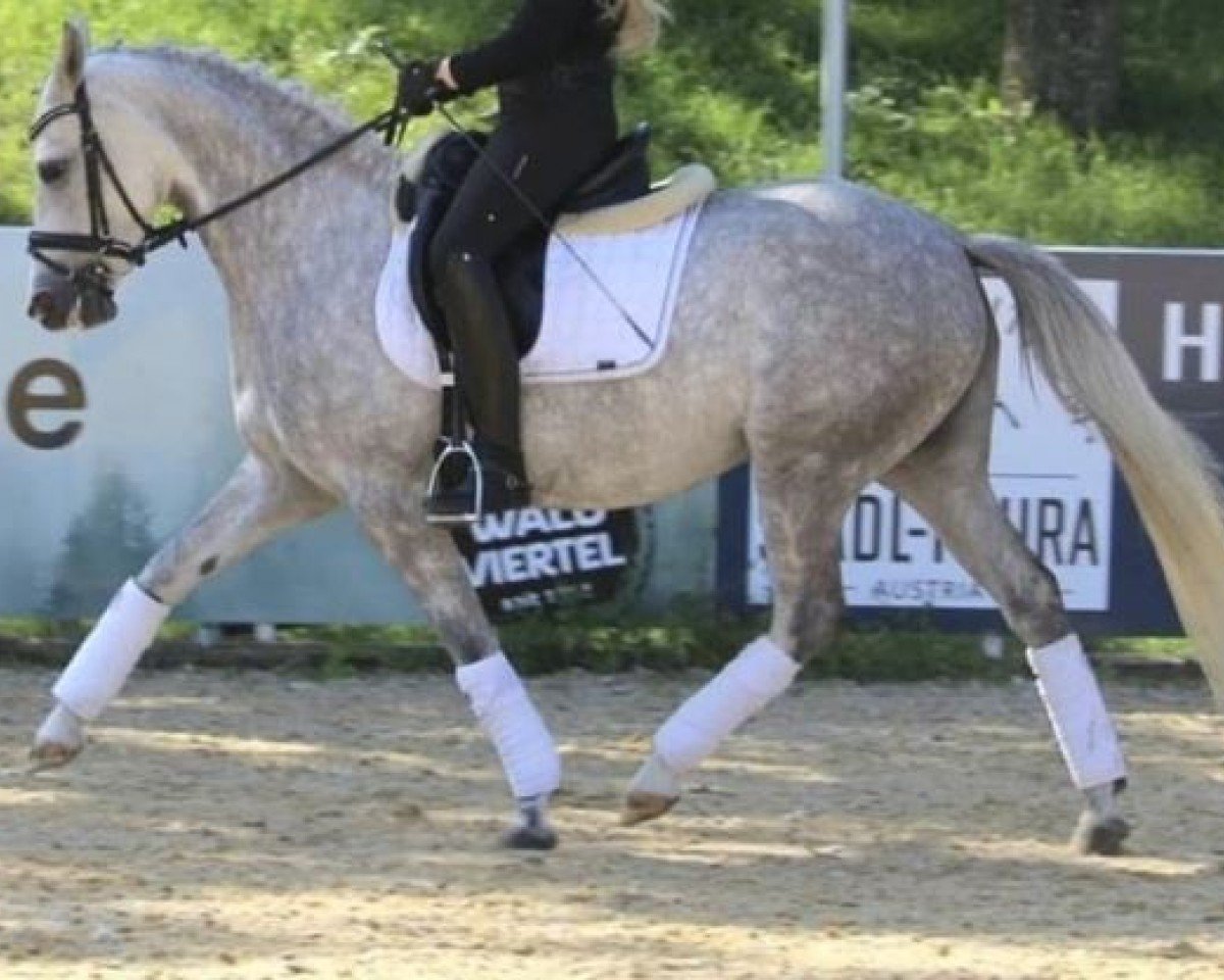 Dressurpferd Fh Cracks Al (Deutsches Reitpony, 2015)