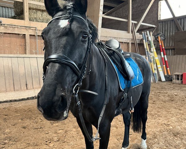 Springpferd Veronique La Veneuse CH (Schweizer Warmblut, 2007, von Veneur du Defey)