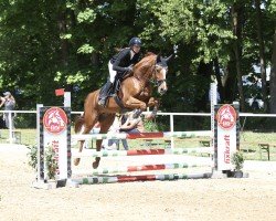 jumper Chinley (Oldenburg show jumper, 2020)
