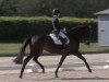 Dressurpferd Daylight of Bangkok (Oldenburger, 2013, von Dressage Royal)