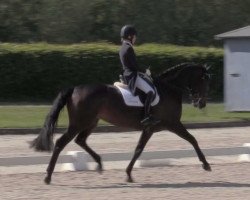 dressage horse Daylight of Bangkok (Oldenburg, 2013, from Dressage Royal)