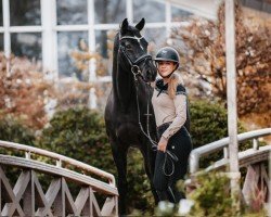 dressage horse Stanley 199 (Hanoverian, 2009, from Sarkozy 3)