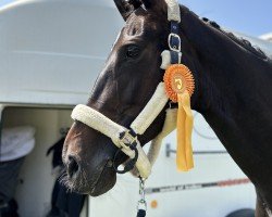dressage horse Brucklyn (Hanoverian, 2016, from Buckingham)