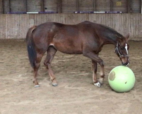 jumper Lakisha (Trakehner, 2021, from Der Dürer)