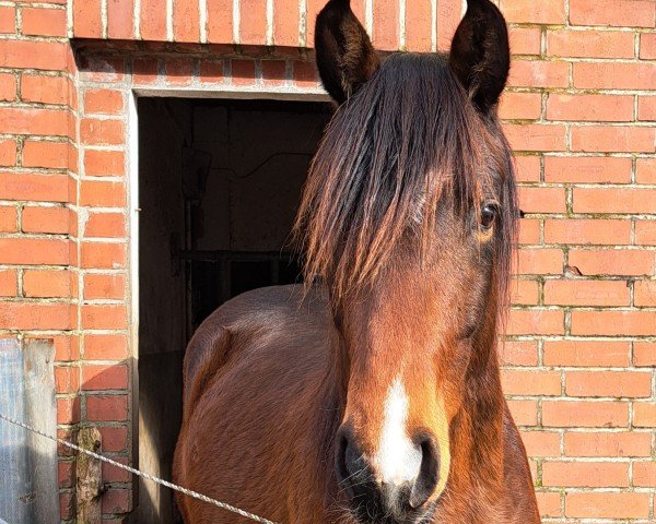 dressage horse Middle of the Night (Holsteiner, 2022, from Maxim - N)