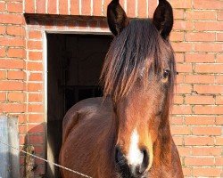 dressage horse Middle of the Night (Holsteiner, 2022, from Maxim - N)