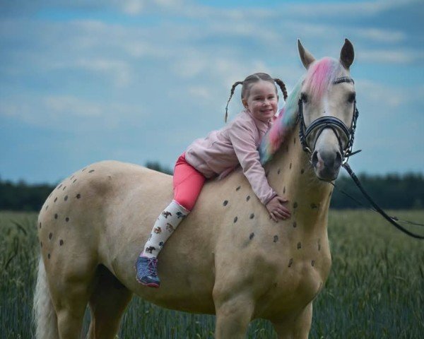 Pferd Kalimba da Luna (Deutsches Reitpony, 2017, von King of Heart's)