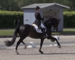 dressage horse Damon's Dark Rose (Oldenburg, 2012, from Damon Hill)