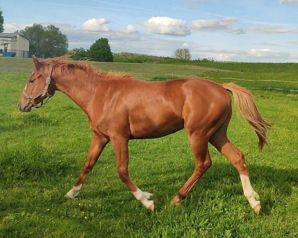 Pferd Ratholo (Englisches Vollblut, 2023, von Intendant xx)