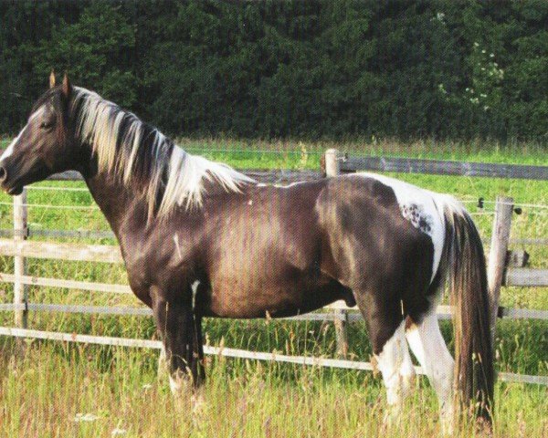 horse BMS Docs Indianhunter (Paint Horse, 2010, from Doc O Mount)