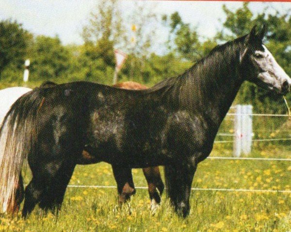 horse Sedania (Anglo-Arabs, 1996, from El Abd EAO)