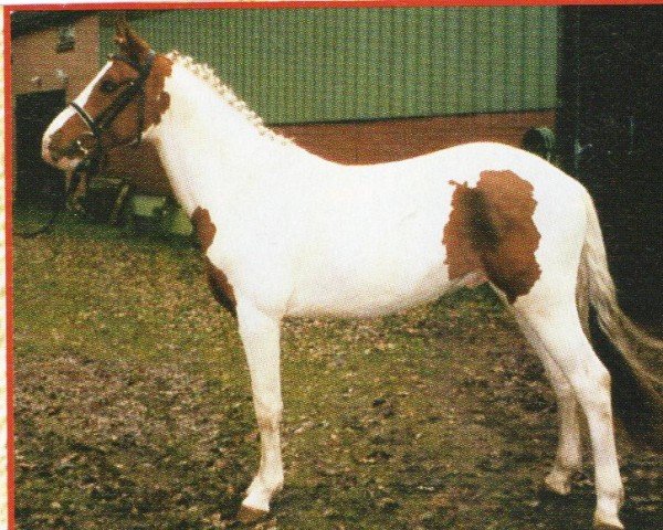 Springpferd Aragorn (KWPN (Niederländisches Warmblut), 1999, von Agnus Dei)