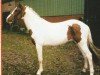 jumper Aragorn (KWPN (Royal Dutch Sporthorse), 1999, from Agnus Dei)