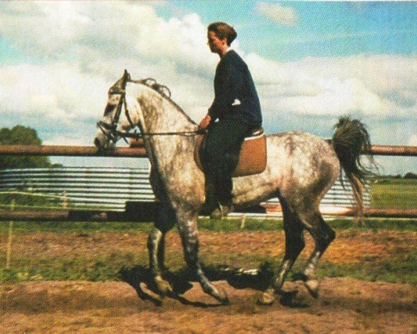 Pferd Mahis (Shagya-Araber, 1994, von Mistral)