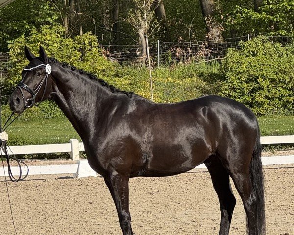 Dressurpferd Destiny Gold 2 (Oldenburger, 2021, von Dancier Gold FRH)