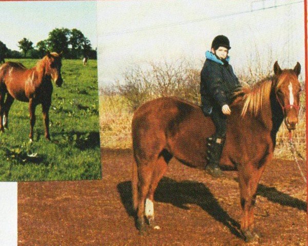 broodmare Lena Is Tucker Cutie (Quarter Horse, 1999, from Doc Tom Commander)