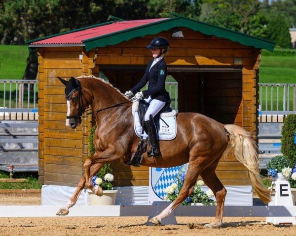 dressage horse Golden Girl 179 (KWPN (Royal Dutch Sporthorse), 2011, from Uphill)