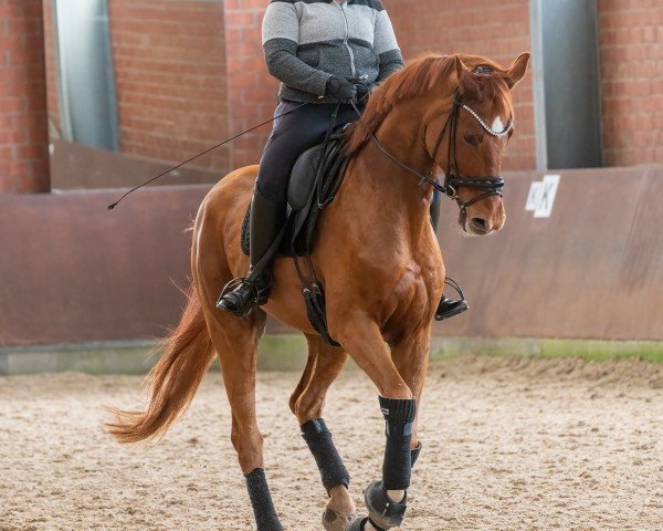 dressage horse Santo Corazon (Hanoverian, 2018, from Secret)
