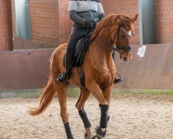 dressage horse Santo Corazon (Hanoverian, 2018, from Secret)