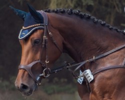 Springpferd Diazine (Oldenburger, 2019, von Zinedine)