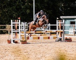 jumper Callista Paulina (Holsteiner, 2008, from Cassiano)