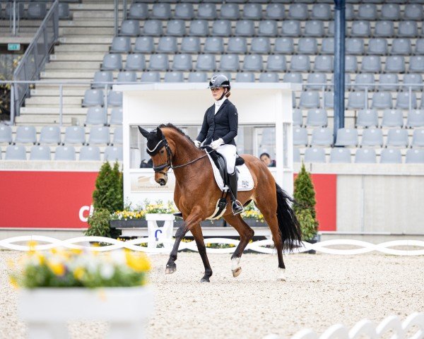 Dressurpferd Rock's Princess (Hannoveraner, 2019, von Rock Forever NRW)