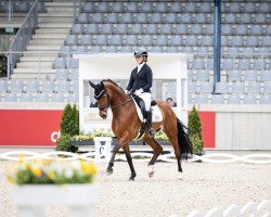 dressage horse Rock's Princess (Hanoverian, 2019, from Rock Forever NRW)