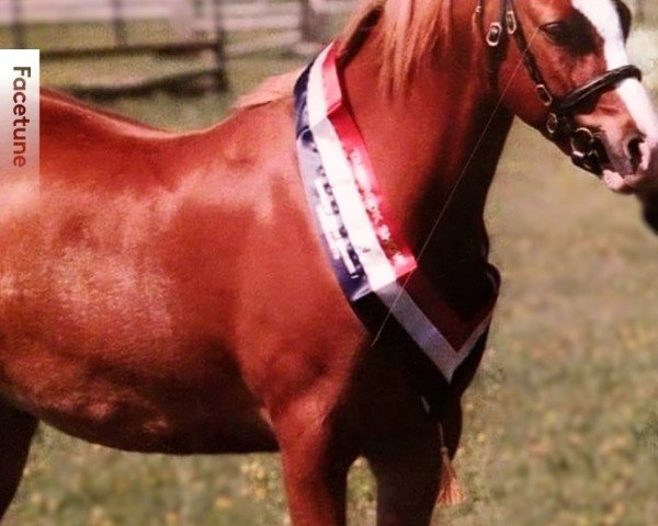 horse Grugeira Handel (Welsh-Pony (Section B), 2005, from Arosfadeg Bleddyn)