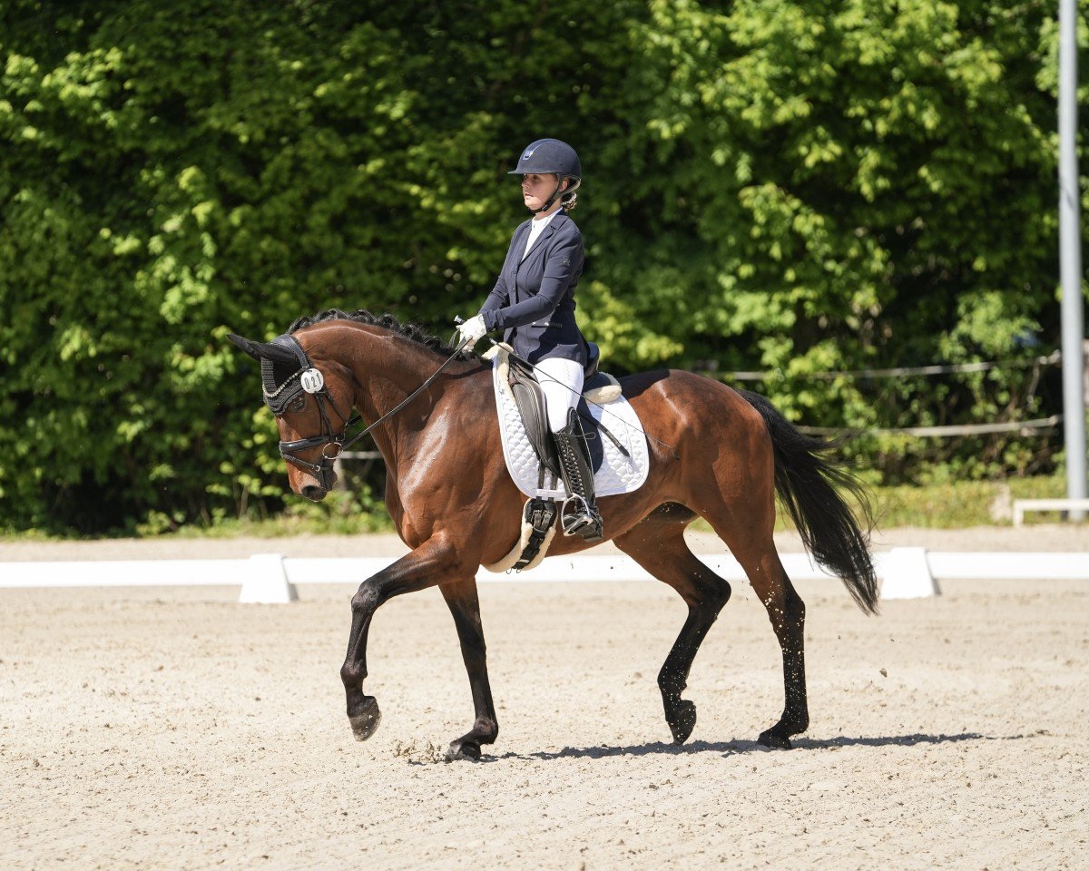dressage horse Be my Lady 7 (Hanoverian, 2016, from Buckingham)