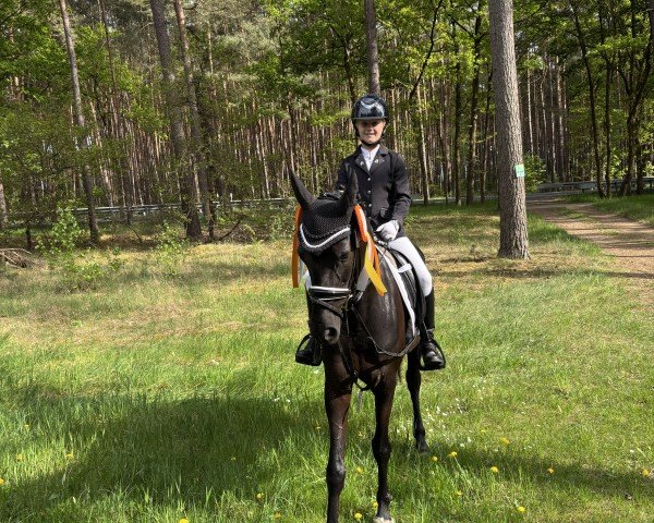dressage horse Nikita Nova (German Riding Pony, 2014, from Nutrix)