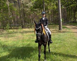 Dressurpferd Nikita Nova (Deutsches Reitpony, 2014, von Nutrix)