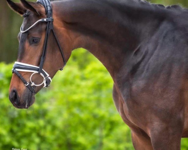 Dressurpferd Noblesse Oblige (Deutsches Sportpferd, 2019, von Farewell III)