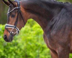 dressage horse Noblesse Oblige (German Sport Horse, 2019, from Farewell III)